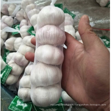 China normal white garlic supply 5P net pack